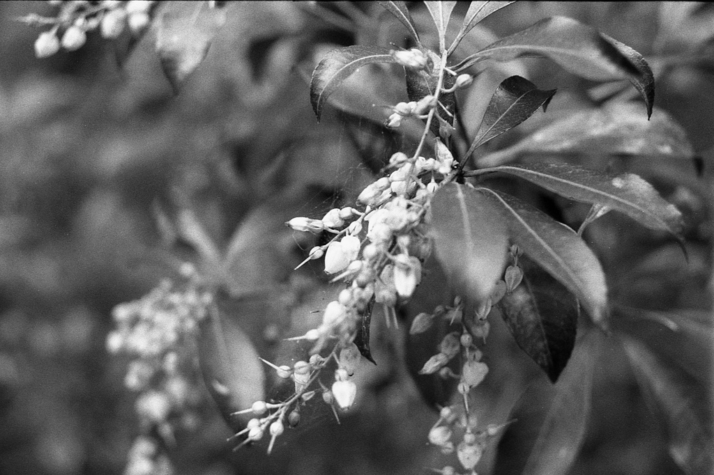 「野や山の」 (film)