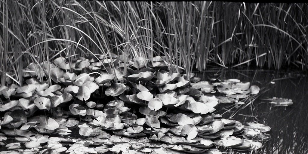 「花の後」 (film)