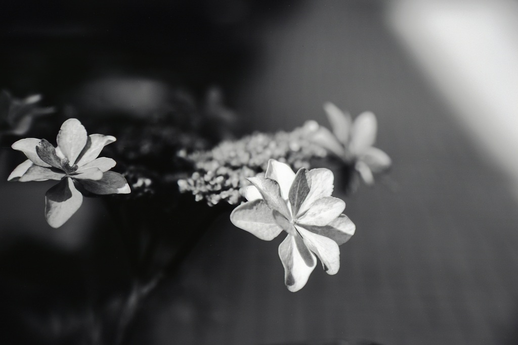 「紫陽花」 (film:HR20)