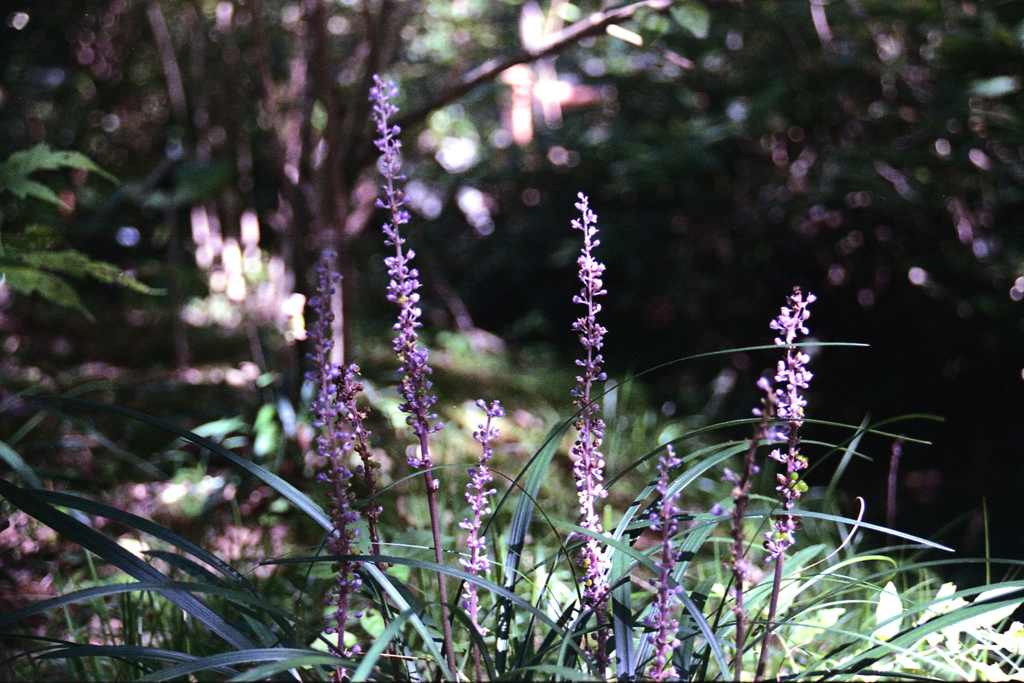 「そこいら辺photo」 (film)