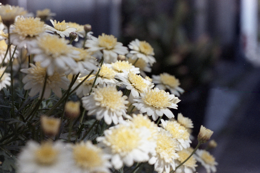 「Planter Word: 春 ④」 (film)