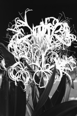 「plants」 (film:HR20)