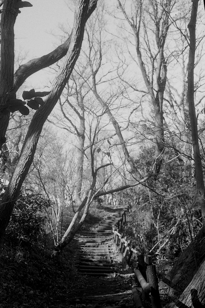 「新春散歩photo」 (film)