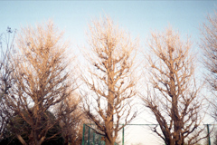 「Trees」 (film)