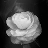 「椿 (monochrome)」 (film)