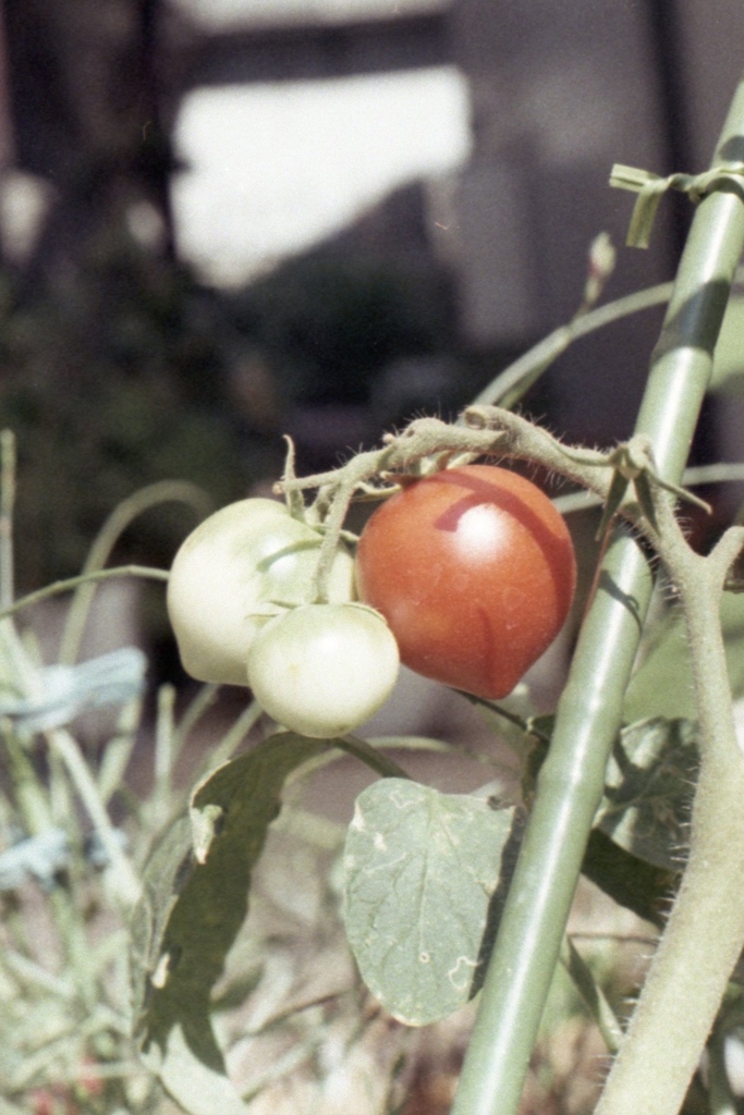 「トマトmini」 (film)