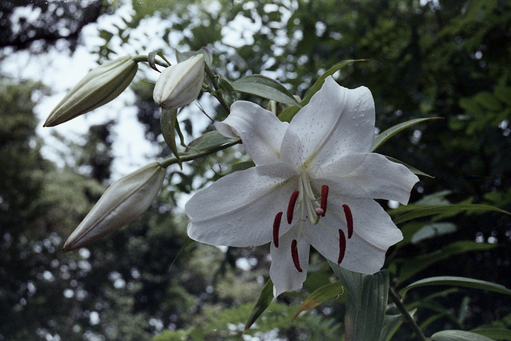 「Lily」 (film)