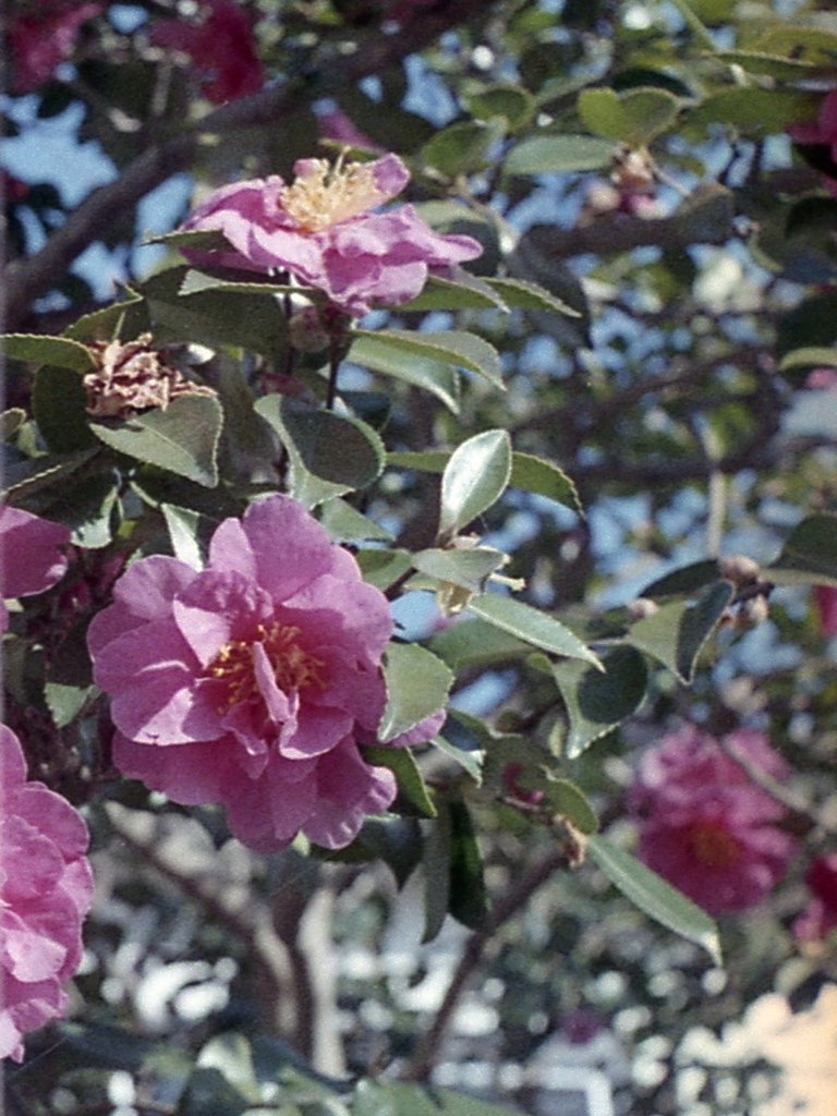 「Halfで行こう: 山茶花」 (film)
