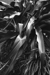 「plants」 (film:HR20)