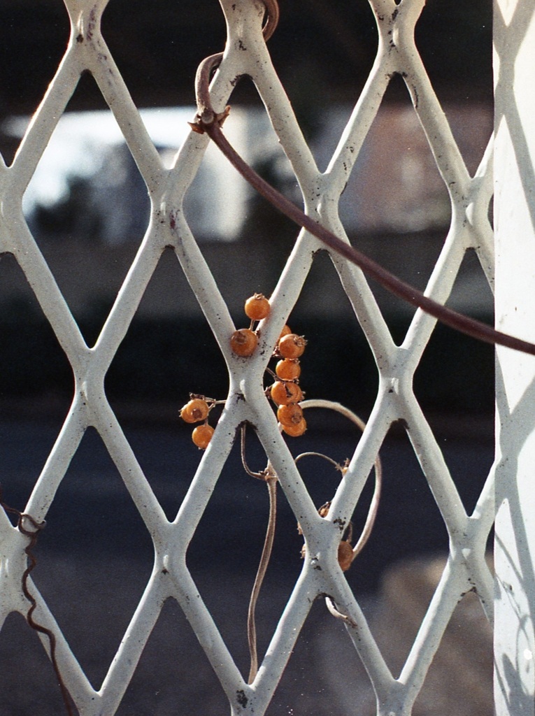 「。。つぶつぶ。。」 (film)