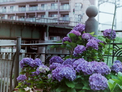 「レストア試写 05」 (film)