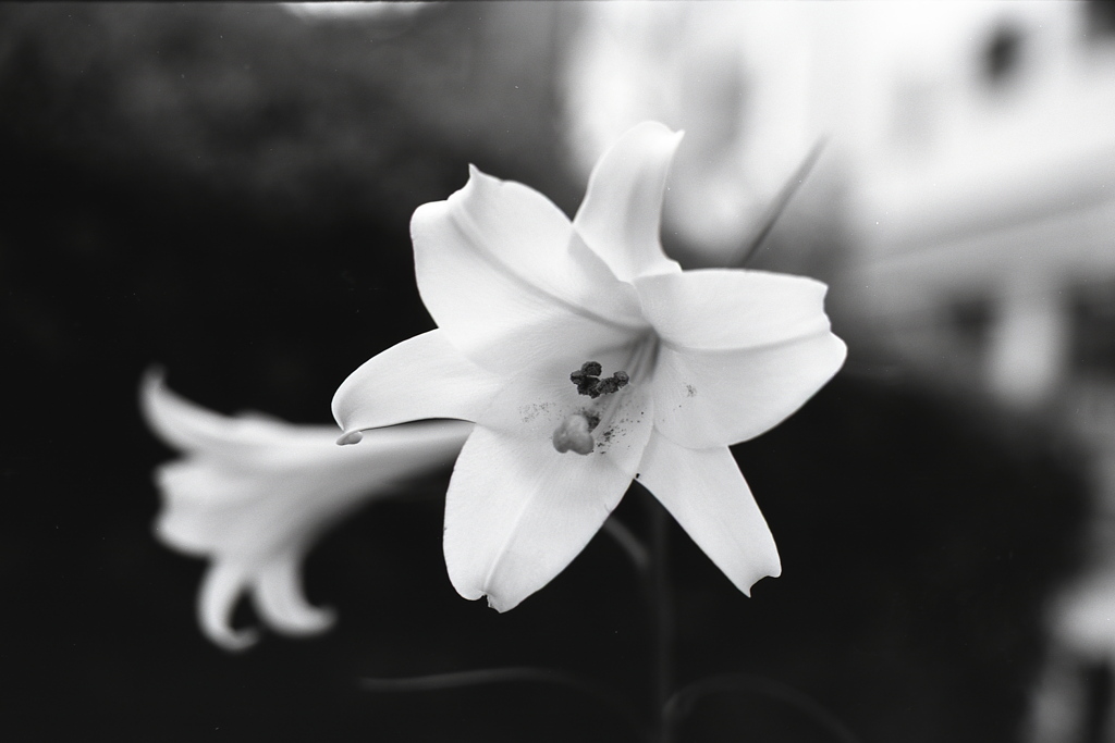 「花 monochrome」 (film:HR20)