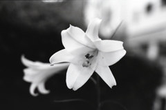 「花 monochrome」 (film:HR20)