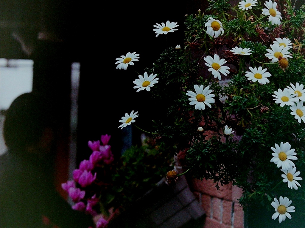 「蒲生02」 (film) 再処理