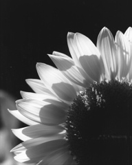 「sun flower」 (film:HR20)