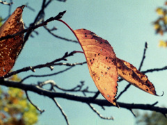 「autumn」 (film)