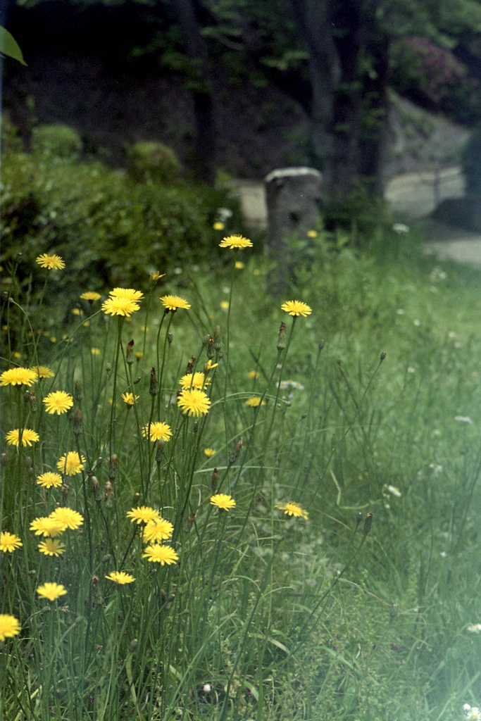 「タンポポ」 (film)