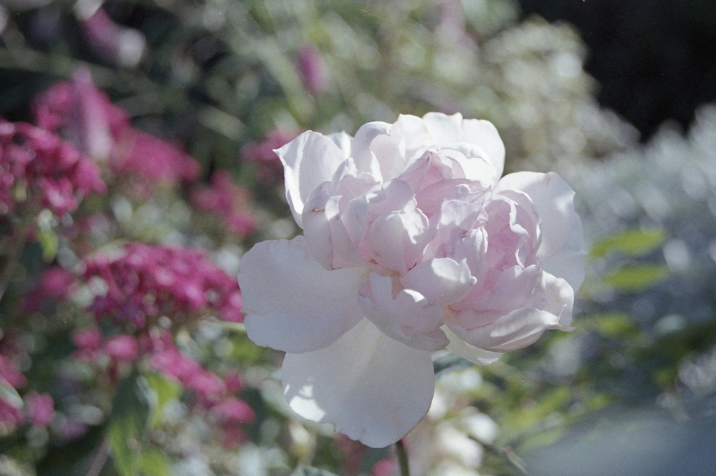 「バラ園で」 (film)