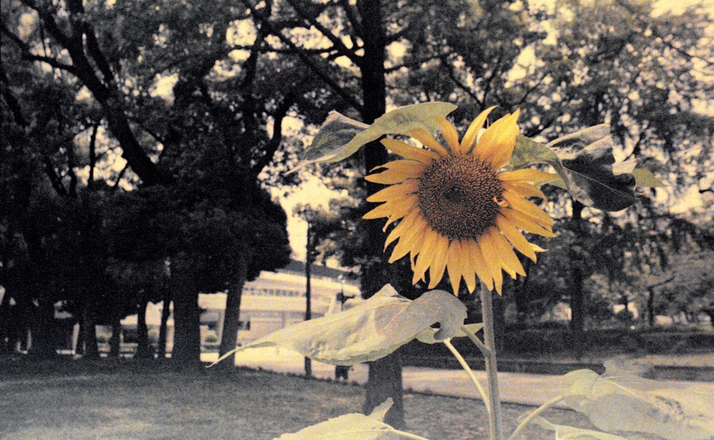 「街角flower」 (film)