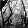 「久良岐」 (film)