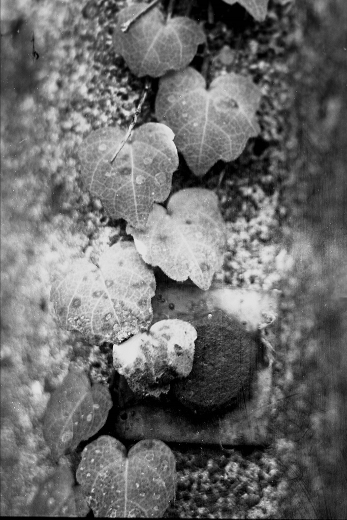 「葉っぱです③」 (film:HR20)