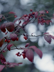 「実り」 (film)