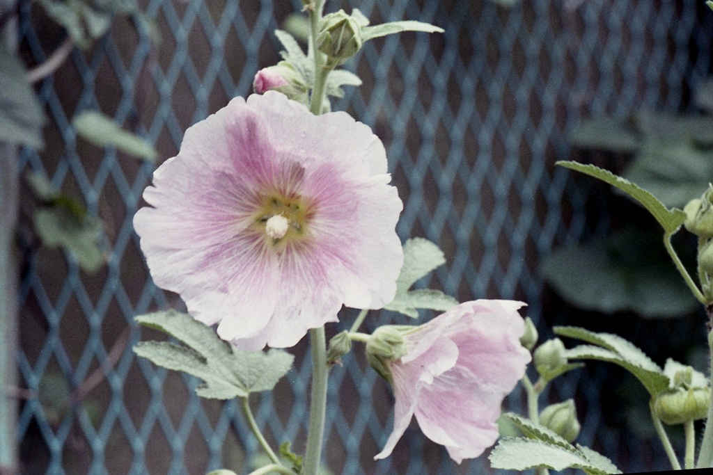 「街角flower」 (film)