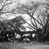 「冬公園」 (film)