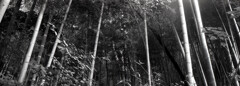 「竹林（DIY panoramic）」 (film)