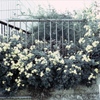 「菊」 (film)