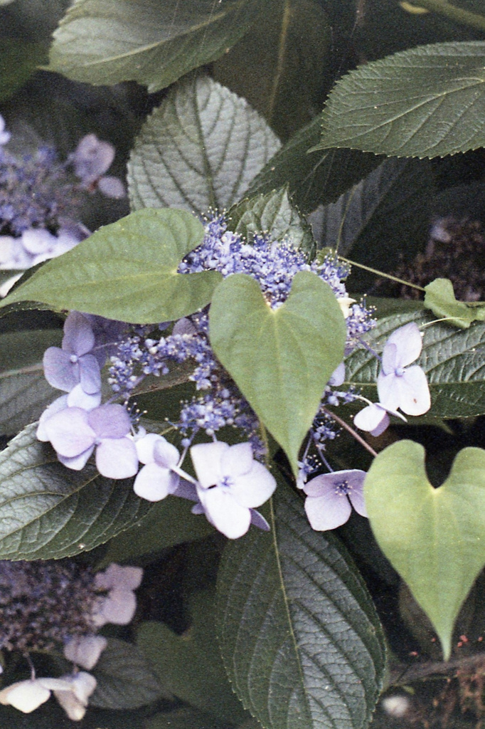 「紫陽花」 (film)