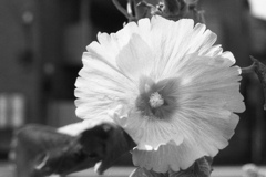 「summer」 (film)