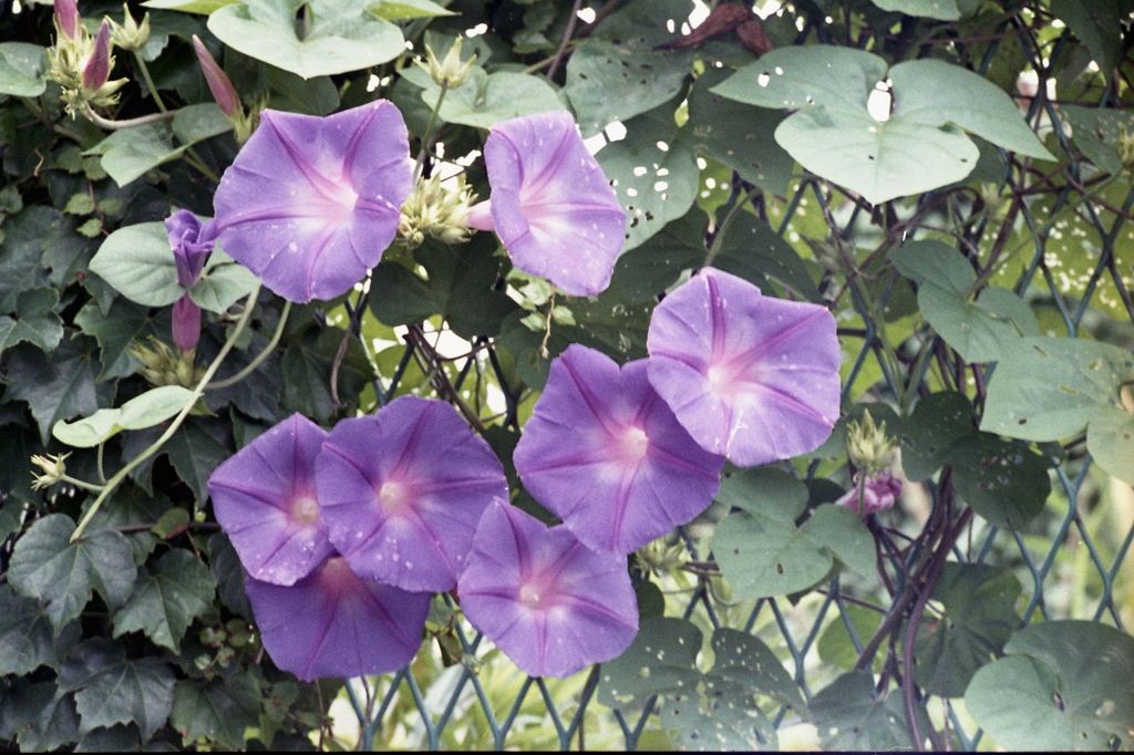 「街角flower」 (film)