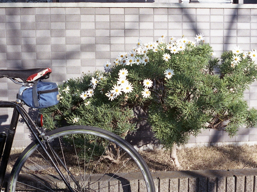 「Halfで行こう: 自転車通勤続く」 (film)