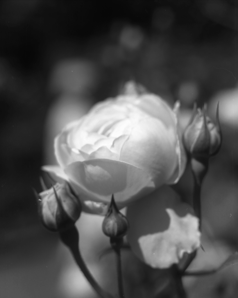 「薔薇園」 (film:HR20)