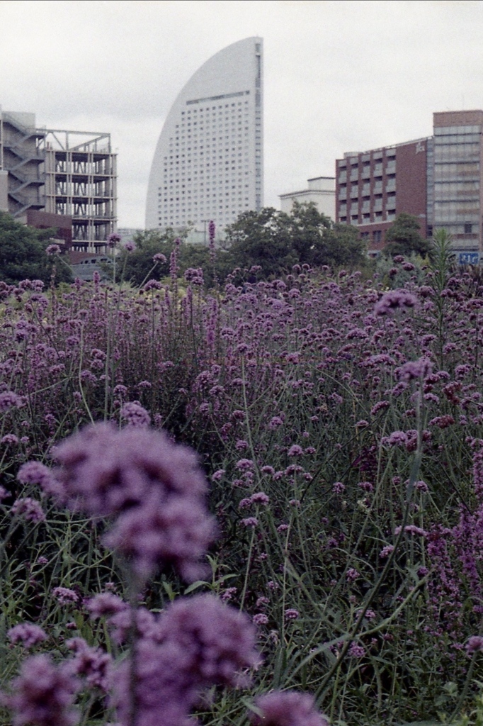 「HAMA snap」 (film)