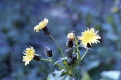 「散歩写真」 (film)