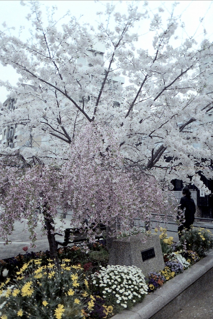 「桜＆花壇」 (film)