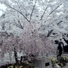 「桜＆花壇」 (film)