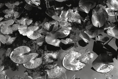 「池」 (film:HR20)