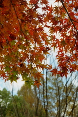 「久良岐公園 秋 05」 (film)