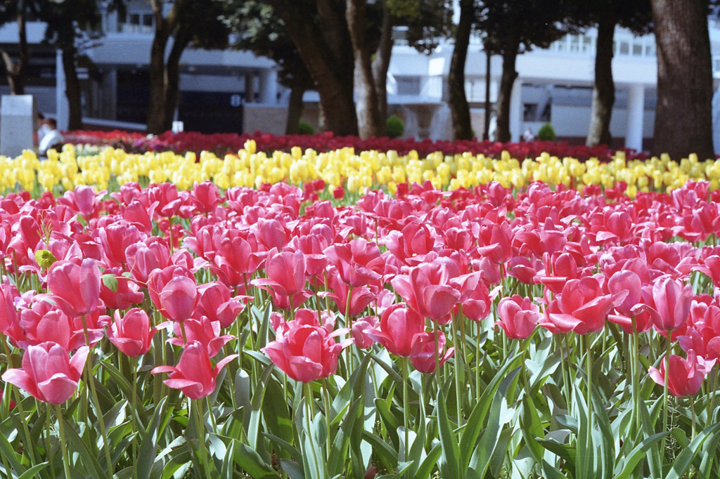 「tulip」 (film)