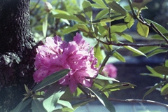 「街角Flower」 (film)