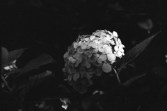 「街角flower」 (film)