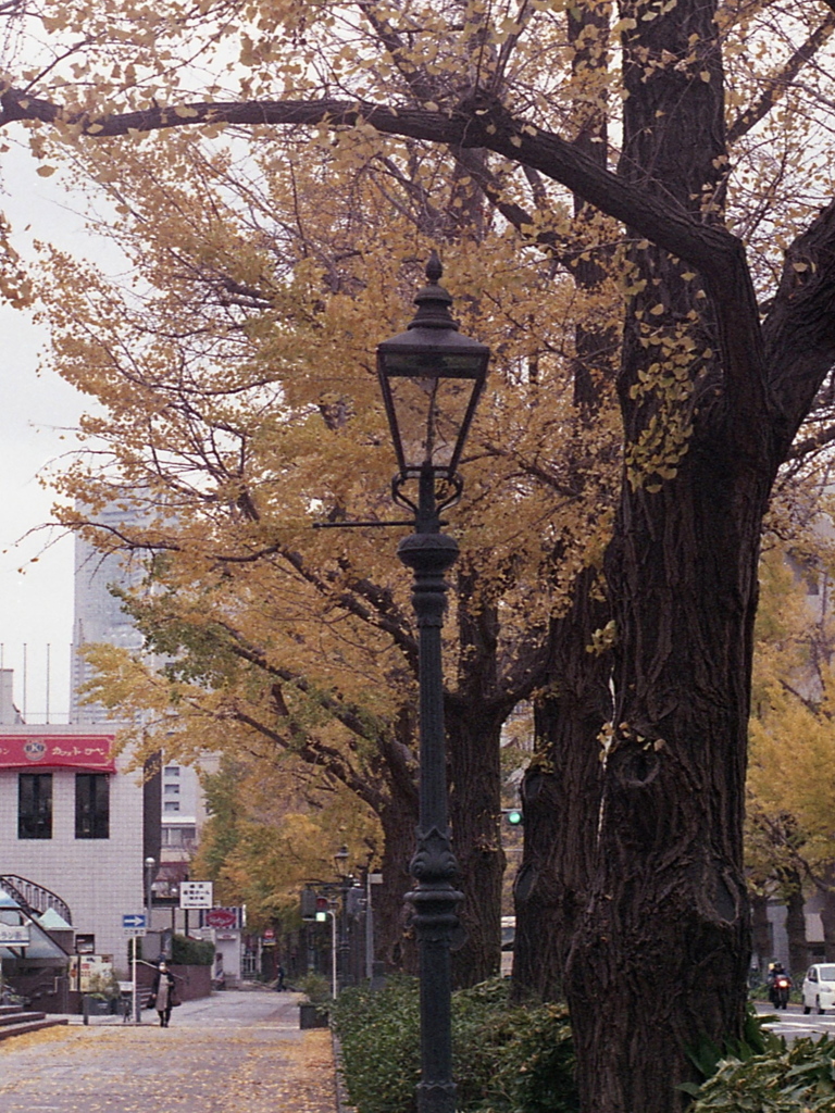 「ginkgo」 (film)