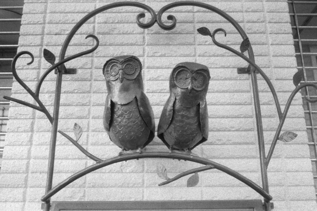 「Owls」 (film)