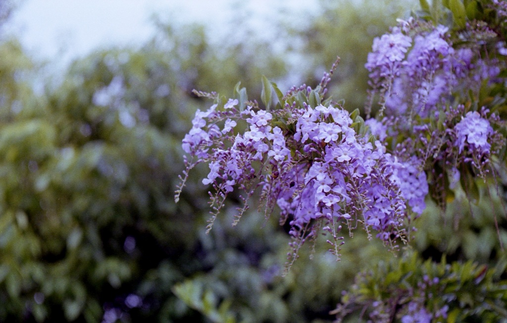 「街角flower」 (film)