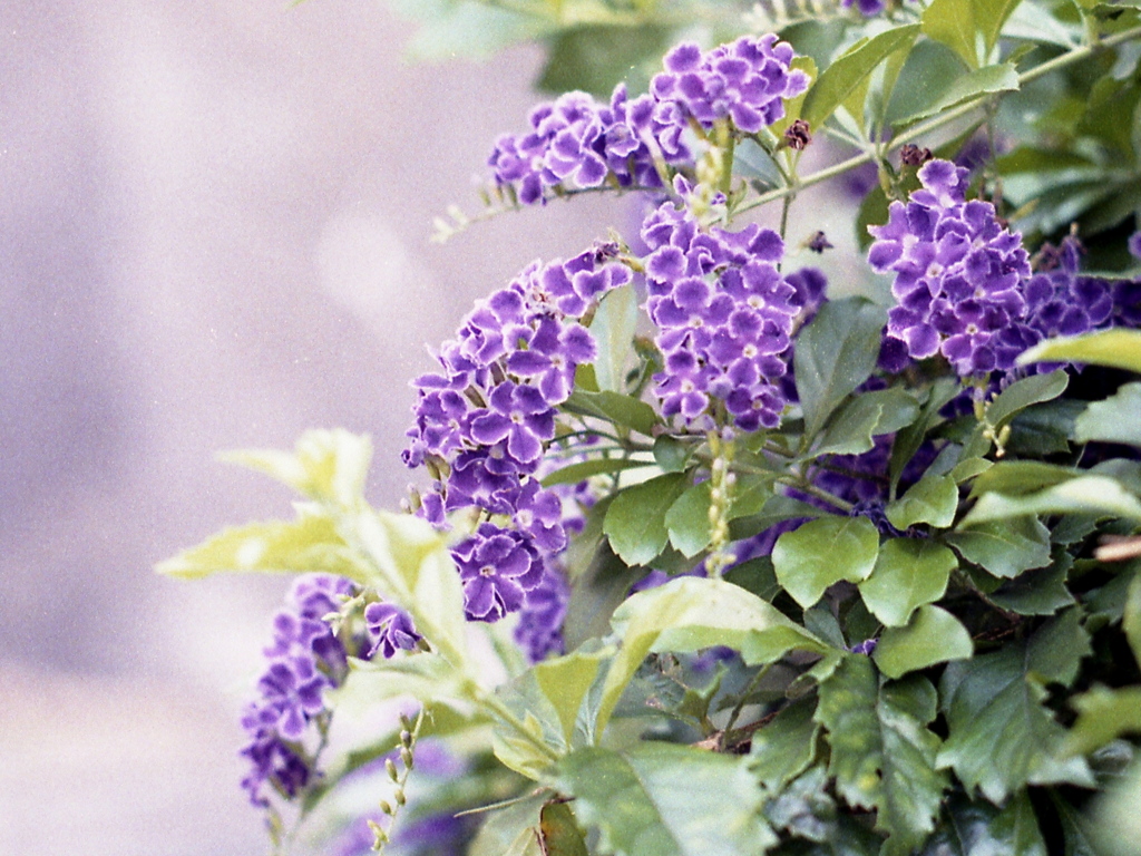 「街角flower」 (film)