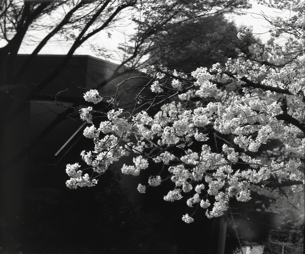 「桜: monochrome」 (film:HR20)