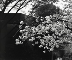 「桜: monochrome」 (film:HR20)